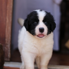 Image pour l'annonce 3 magnifiques chiots Landseer (cousin terre neuve)
