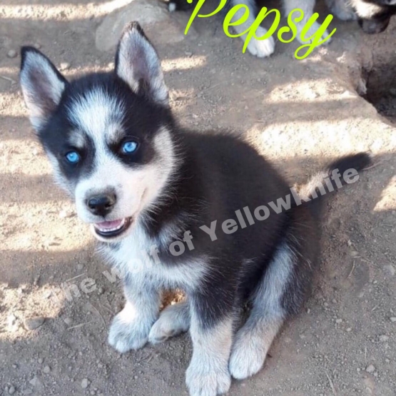 Image pour l'annonce vend chiots husky siberien