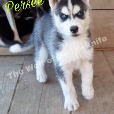 Image pour l'annonce vend chiots husky siberien