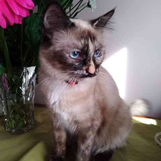 Image pour l'annonce Chaton Sacré de Birmanie