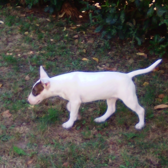 Image pour l'annonce Chiot bull terrier disponible