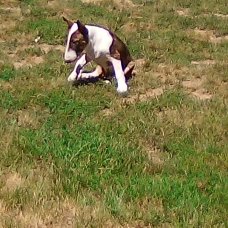 Image pour l'annonce Chiot bull terrier disponible