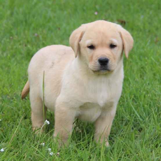 Image pour l'annonce Adorables chiots labradors LOF