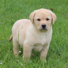 Image pour l'annonce Adorables chiots labradors LOF