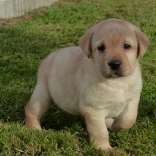Image pour l'annonce Adorables chiots labradors LOF