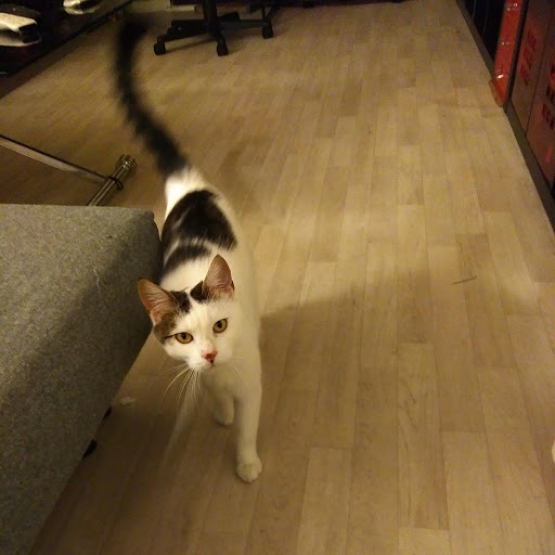 Image pour l'annonce Donne mon chat contre bons soins