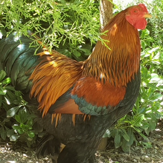 Image pour l'annonce Donne superbe Coq Brahma à famille végétarienne !