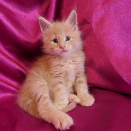 Image pour l'annonce Chatons maine coon mâles et femelle