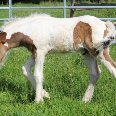 Image pour l'annonce Vends poulain irish cob