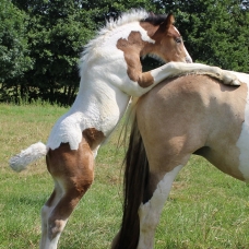 Image pour l'annonce Vends poulain irish cob