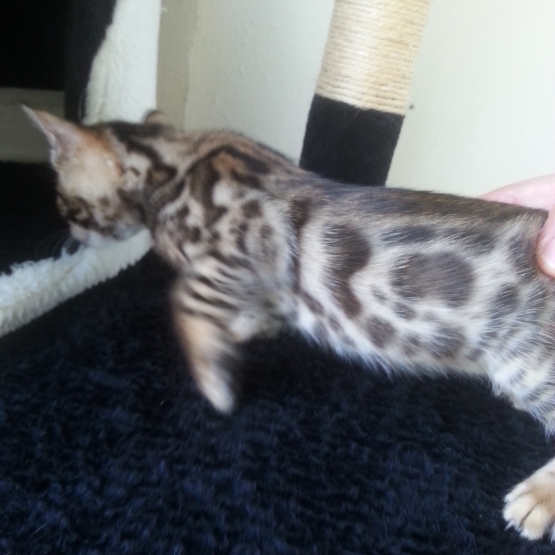 Image pour l'annonce chatons bengal
