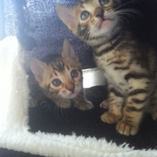 Image pour l'annonce chatons bengal