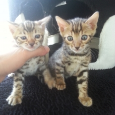Image pour l'annonce chatons bengal