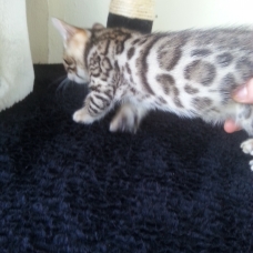 Image pour l'annonce chatons bengal