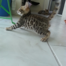 Image pour l'annonce chatons bengal