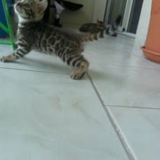 Image pour l'annonce chatons bengal
