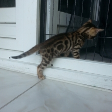 Image pour l'annonce chatons bengal