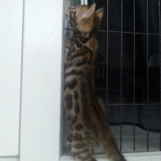 Image pour l'annonce chatons bengal
