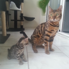 Image pour l'annonce chatons bengal