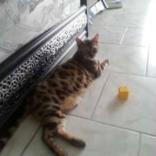 Image pour l'annonce chatons bengal