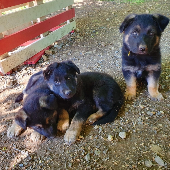 Image pour l'annonce Chiots Berger Allemand