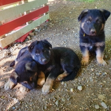 Image pour l'annonce Chiots Berger Allemand