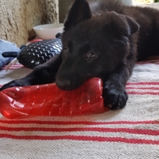 Image pour l'annonce Chiots Berger Belge Malinois