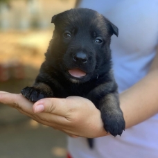 Image pour l'annonce Chiots Berger Belge Malinois