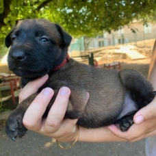 Image pour l'annonce Chiots Berger Belge Malinois