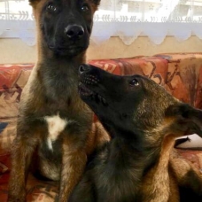 Image pour l'annonce Chiots Berger Belge Malinois