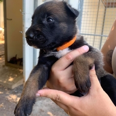 Image pour l'annonce Chiots Berger Belge Malinois