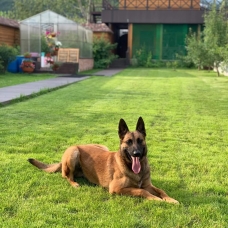 Image pour l'annonce Chiots Berger Belge Malinois