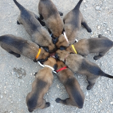 Image pour l'annonce Chiots Berger Belge Malinois