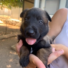 Image pour l'annonce Chiots Berger Belge Malinois