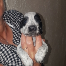 Image pour l'annonce chiots cocker anglais non lof
