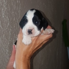 Image pour l'annonce chiots cocker anglais non lof