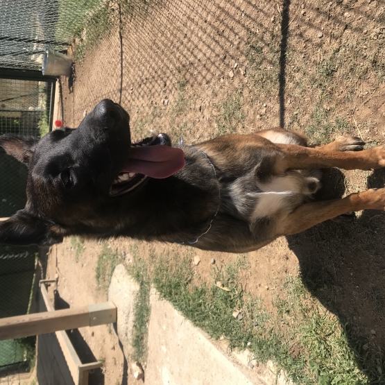 Image pour l'annonce Berger Belge Malinois