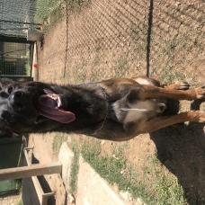 Image pour l'annonce Berger Belge Malinois