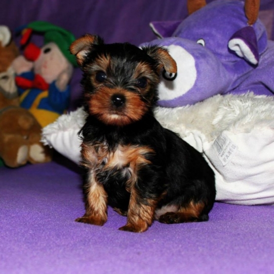 Image pour l'annonce CHIOTS yorkshire LOF