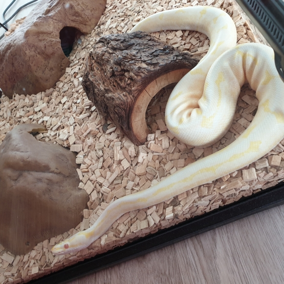 Image pour l'annonce Vends Python Royal Albinos