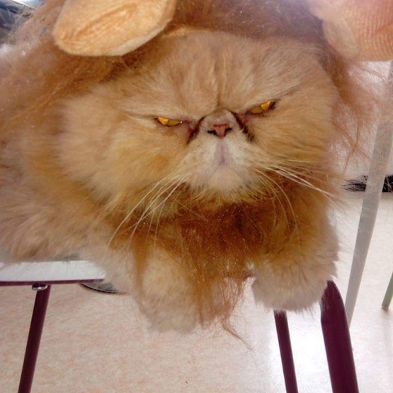 Image pour l'annonce Donne chat persan