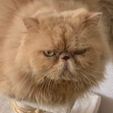 Image pour l'annonce Donne chat persan