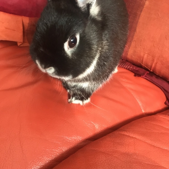 Image pour l'annonce Donne Lapin Nain Noir