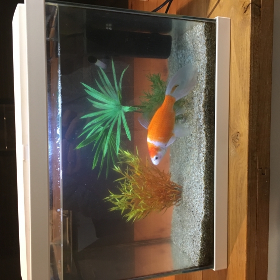 Image pour l'annonce Donne Poisson Rouge