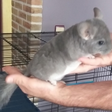 Image pour l'annonce Vends 2 chinchillas mâles