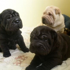 Image pour l'annonce A vendre Magnifiques Chiots Shar Pei (LOF) du Domaine du Mont Chokaï