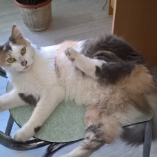 Image pour l'annonce Donne chatte 13 mois