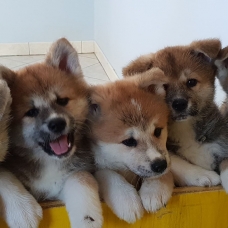 Image pour l'annonce Chiots Akita Inu (LOF) du Domaine du Mont Chokaï
