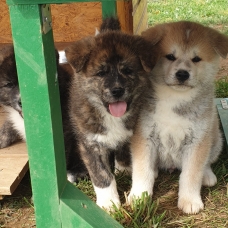 Image pour l'annonce Chiots Akita Inu (LOF) du Domaine du Mont Chokaï
