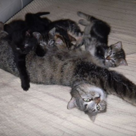 Image pour l'annonce DONNE (contre bons soins) ADORABLES CHATONS